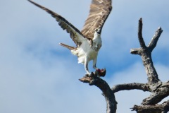 Der Raubvogel verspeist gerade einen Fischbrocken! Isletas auf den Nicaraguasee 2024