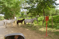 Diese Kandidaten finden die gegenüberliegende Straßenseite interessanter! Tierische Rasenmäher, Nicaragua 2024