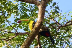 Keel-billed Turkan, Costa Rica, 2025