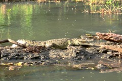 Ein kleines Krokodil sonnt sich am Fluß. Costa Rica, 2025