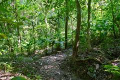 Üppiger Regenwald im Cabo Blanco Nationalpark, Costa Rica 2025