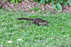 Ein Nasenbär kreuzt unseren Weg! Cabo Blanco Nationalpark, Costa Rica 2025