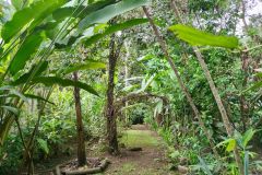 Camping Caribbean Rainforest Sloths, Costa Rica