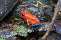 Ein winziger roter Frosch, Camping Caribbean Rainforest Sloths, Costa Rica