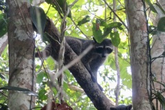 Ein Waschbär hat sich gut in der Affenbande getarnt!, laya Blanca, Osa, Costa Rica 2025