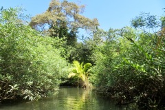 Ein schöner Mangrovenwald beim Playa Blanca, Osta Costa Rica 2025