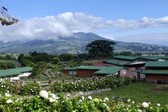 Hortensienhecken auf dem Weg auf den Vulkan Poás, Costa Rica 2025