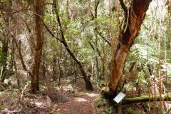 Es geht durch einen Nebelwald, auf dem Wanderweg zur Laguna, Vulkan Poás, Costa Rica 2025