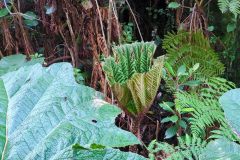 Nebelwald, auf dem Wanderweg zur Laguna, Vulkan Poás, Costa Rica 2025