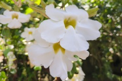 IMG_20250301_112543_817