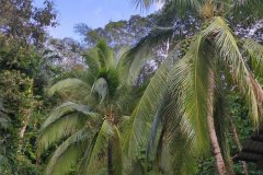 Der Stellplatz für Camper, Eco Jungle Lodge, La Ceiba, Honduras, 2025