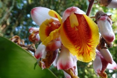 Exotische Blüten. Eco Jungle Lodge, La Ceiba, Honduras, 2025