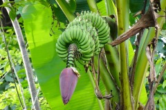 Bananenstaude. Eco Jungle Lodge, La Ceiba, Honduras, 2025
