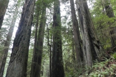 Redwood-13