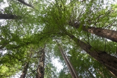 Redwood-14