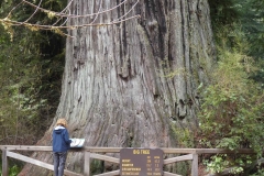 Redwood-7