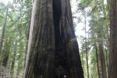 Redwood-9