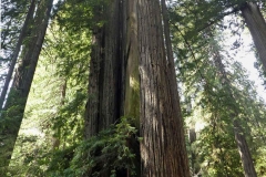 Redwood_Panorama1