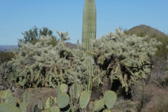 Saguaro-2
