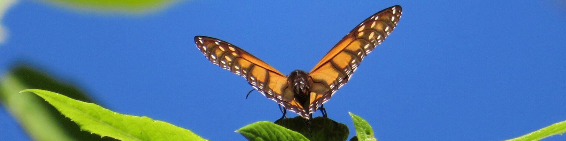 Monarchfalter in El Rosario Monarch Butterfly Sanctuary, México 2022