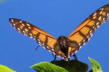 Monarchfalter in El Rosario Monarch Butterfly Sanctuary, México 2022