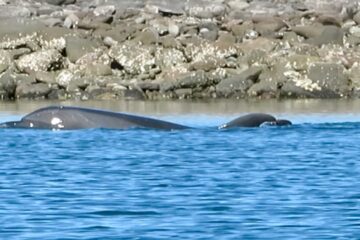 Delfine, Playa Juncalito, Loreto, Baja California, Mexiko, Februar 2023