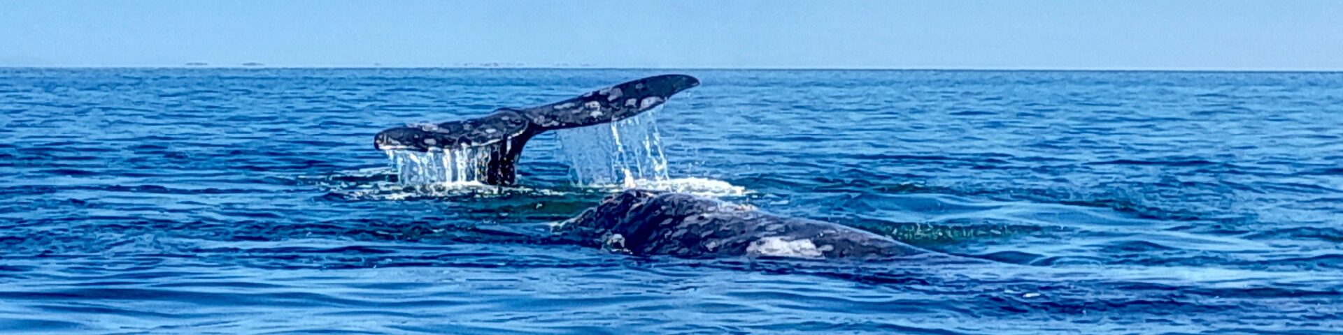 Whale Watching Tour, Oho de Liebre, Baja Calinfornia Sur, Mexiko 02/2023