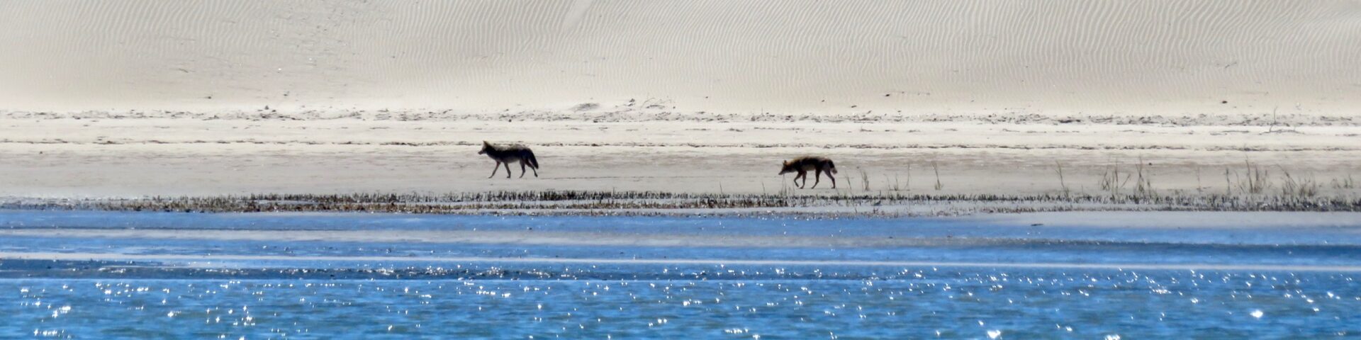Kojoten, Playa San Dolar, Puerto San Carlos, Baja California Süd, Mexiko Februar 2021