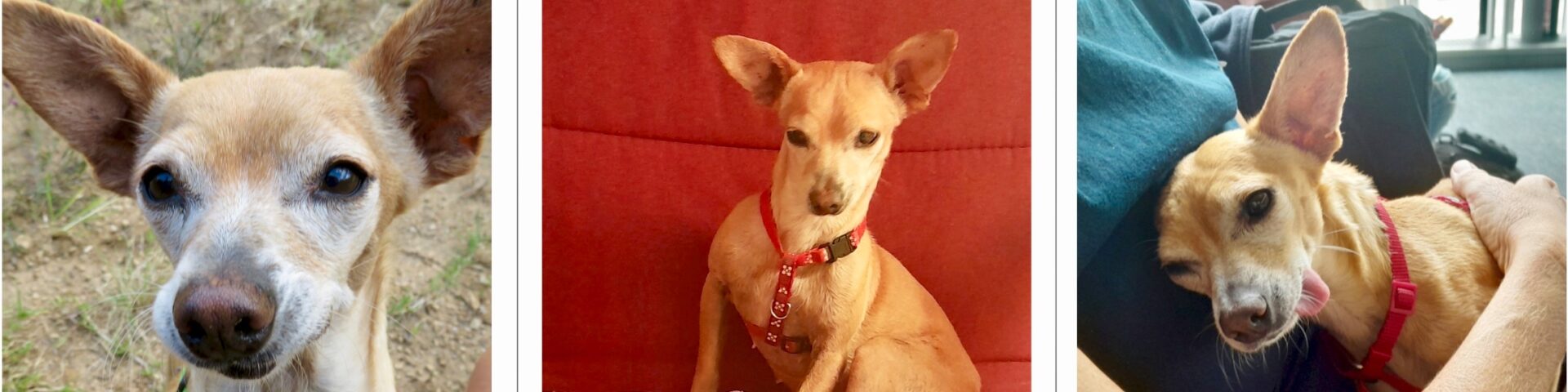 Rosalia, unser Chihuahua, wieder zurück in Mexiko, 2023