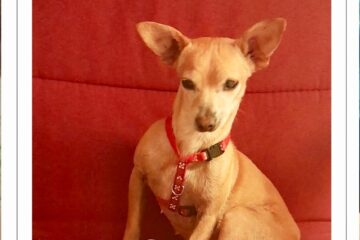 Rosalia, unser Chihuahua, wieder zurück in Mexiko, 2023