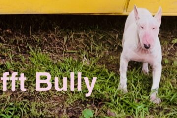 Bully trifft Bully, Hundegeschichte, Guatemala 2024