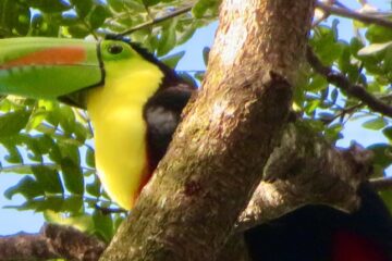 Keel-billed Turkan, Costa Rica, 2025