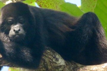 Cabo Blanco Nationalpark, Costa Rica, Brüllaffe 2025