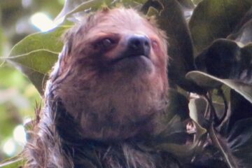 Faultier, Camping Caribbean Rainforest Sloths, Costa Rica 2025