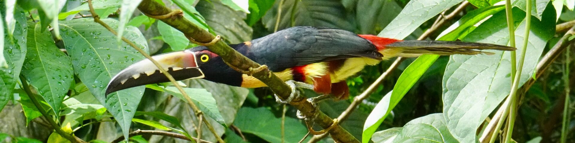 Tucán, Eco Jungle Lodge, La Ceiba, Honduras 2025